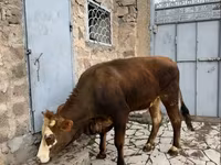 بقرة, Simmental cattle — الصورة 4