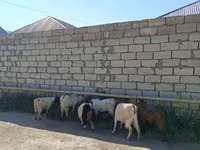 Cabro, Cabras — foto 1