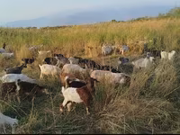 Goat, Goats — photo 2