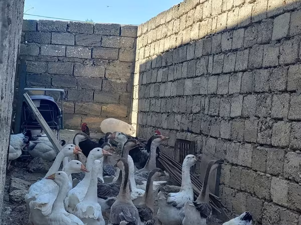 Geese — Azerbaijan