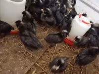Chickens — 照片 4