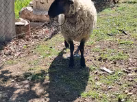Widder, White Suffolk sheep — Foto 2