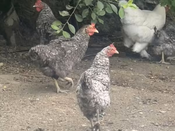Slovenian Barred Hen — Azerbaijan