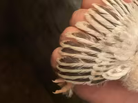 婆罗门鸡 — 照片 4