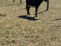 Cavalo, Kerry Bog Pony — foto 2