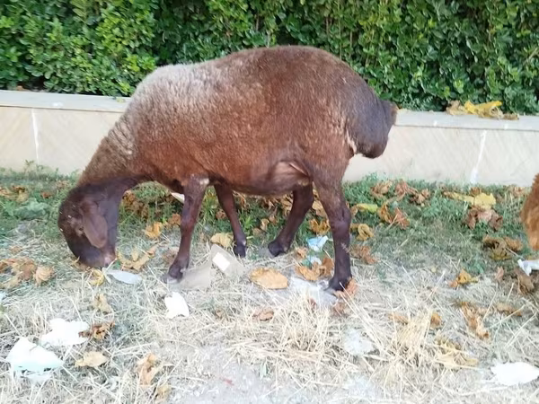 Sheep, Sheep — Azerbaijan