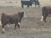 Byk, Latvian Blue cattle — zdjęcie 3