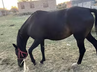 母马, Horses — 照片 2