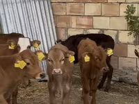 公牛, Cattle — 照片 1