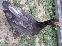 Ducks — foto 1