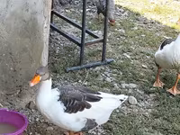 Geese — photo 2
