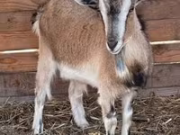 Koza, West African dwarf goats — foto 3