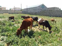 İnək, Mal-qara — foto 1