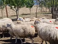母羊, Sheep — 照片 5