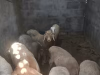 母羊, Rhon sheep — 照片 4