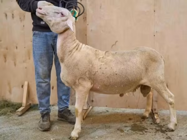 كبش, Lacaune sheep