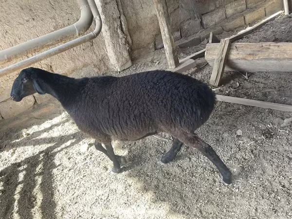 Beran, Rhon sheep