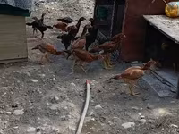 Chickens — photo 8