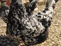 Chickens — 照片 3
