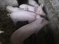 Чочколор (партия, жынысы көрсөтүлгөн эмес) — сүрөт 1