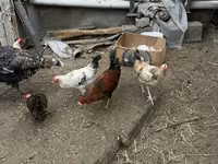 Chickens — foto 6