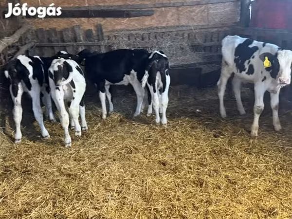 Byk, Russian Black pied cattle