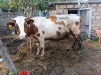 Cow, Simmental cattle — photo 2