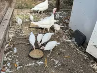 Turkeys — الصورة 5