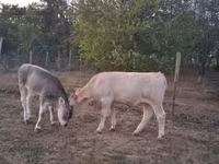 Vaca, Raça Carpatiana Marrom — foto 4