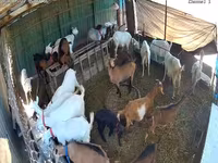 Goat, Saanen goat — photo 3