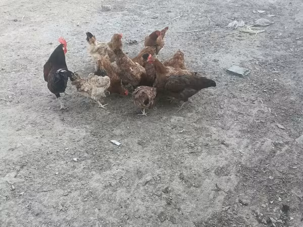 Chickens — Azerbaijan