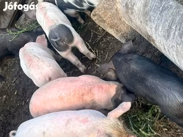 Prasnice, Prasata