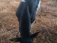 Buğa, Simmental cattle — foto 3