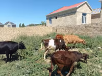 İnək, Mal-qara — foto 7