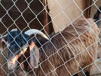 山羊（批次，未指定性别）, Goats — 照片 5
