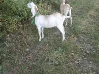 Koza, Nubian Goat — foto 5