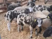 كبش, Zwartbles sheep — الصورة 2