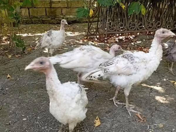 Turkeys — Azerbaijan