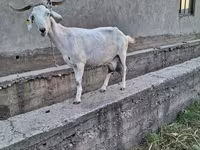 Goat, Alpine goat — photo 2