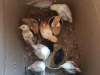 Chickens — photo 3