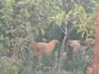 Chickens — 照片 3