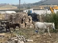 خيول (دفعة، الجنس غير محدد), الخيول — الصورة 2