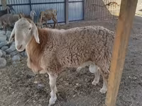 Qoç, Arashan sheep — foto 2