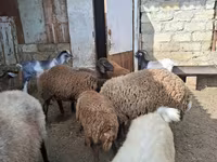 绵羊（批次，未指定性别）, Sheep — 照片 3