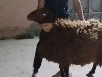 Qoyunlar (partiya, cinsi göstərilməyib), Karakul sheep — foto 2