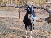 Koza, Toggenburg goat — foto 5