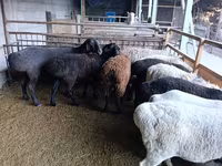 نعجة, Rhon sheep — الصورة 4