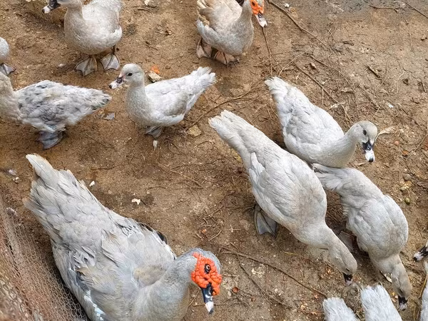 Ducks — Azerbaijan