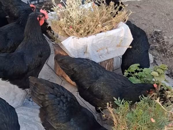 Australorp