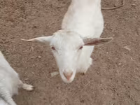 Koza, Saanen goat — foto 5